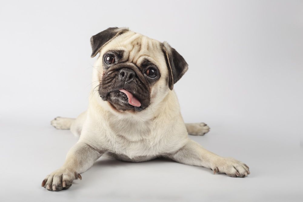 image of a pug dog